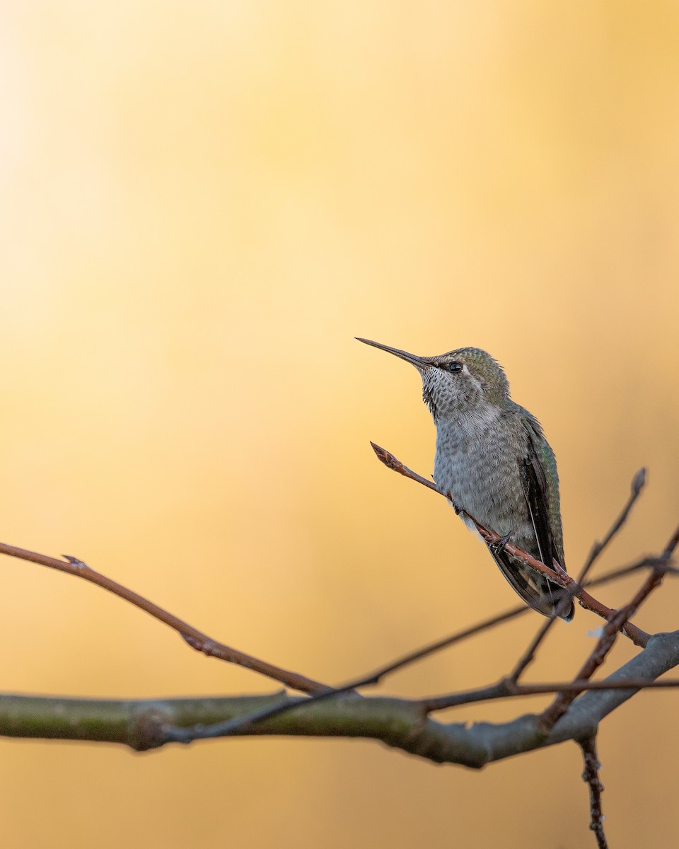 Colibrí de Anna - ML618943515