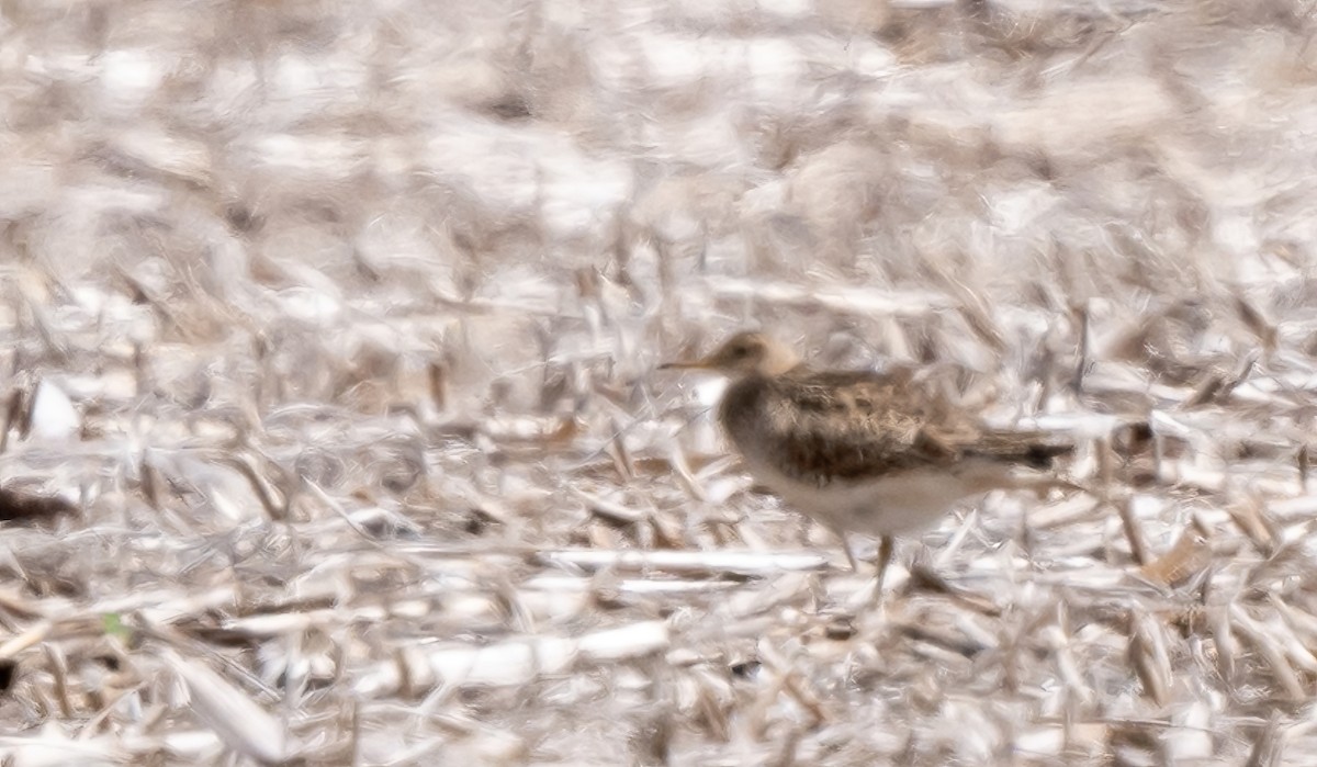 Upland Sandpiper - Linda Sullivan