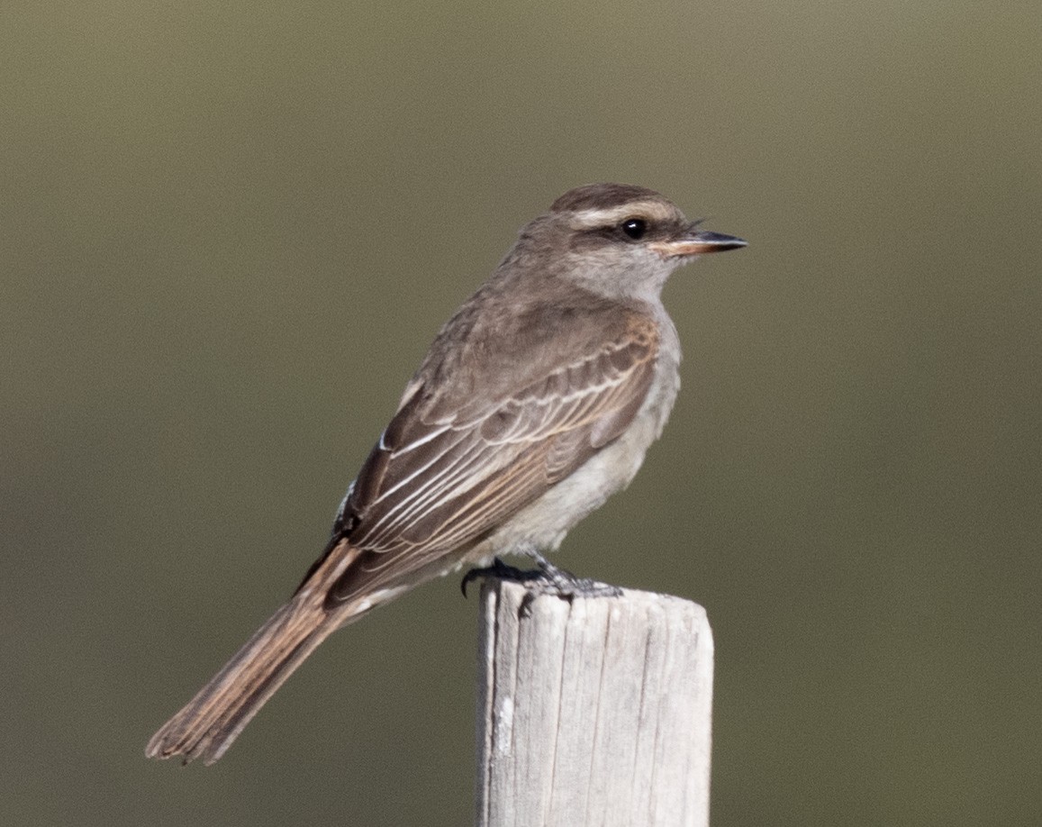 Crowned Slaty Flycatcher - ML618943529