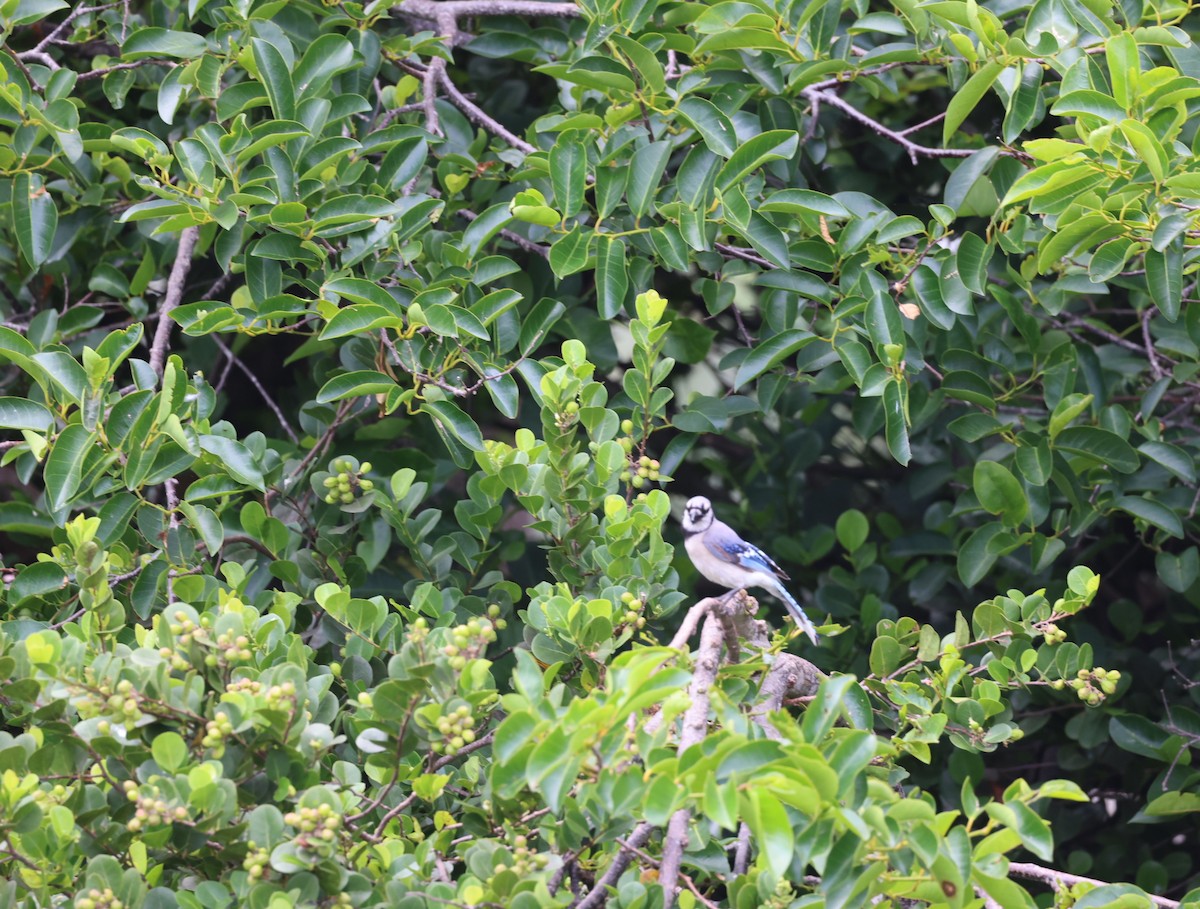 Blue Jay - Kevin Sarsfield