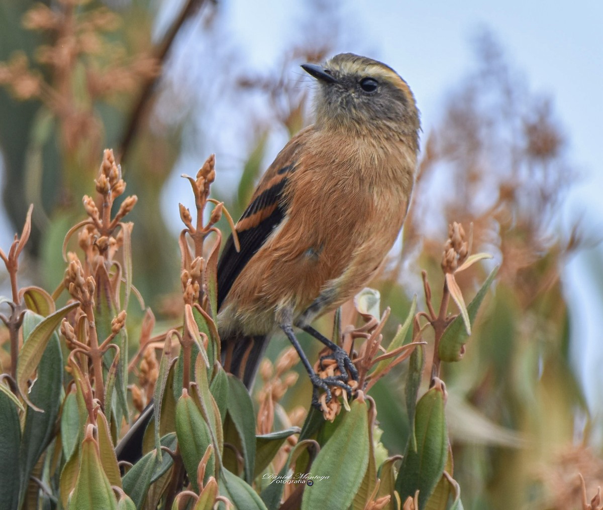 Brown-backed Chat-Tyrant - Daniel Montoya (@danielmontoya155_)