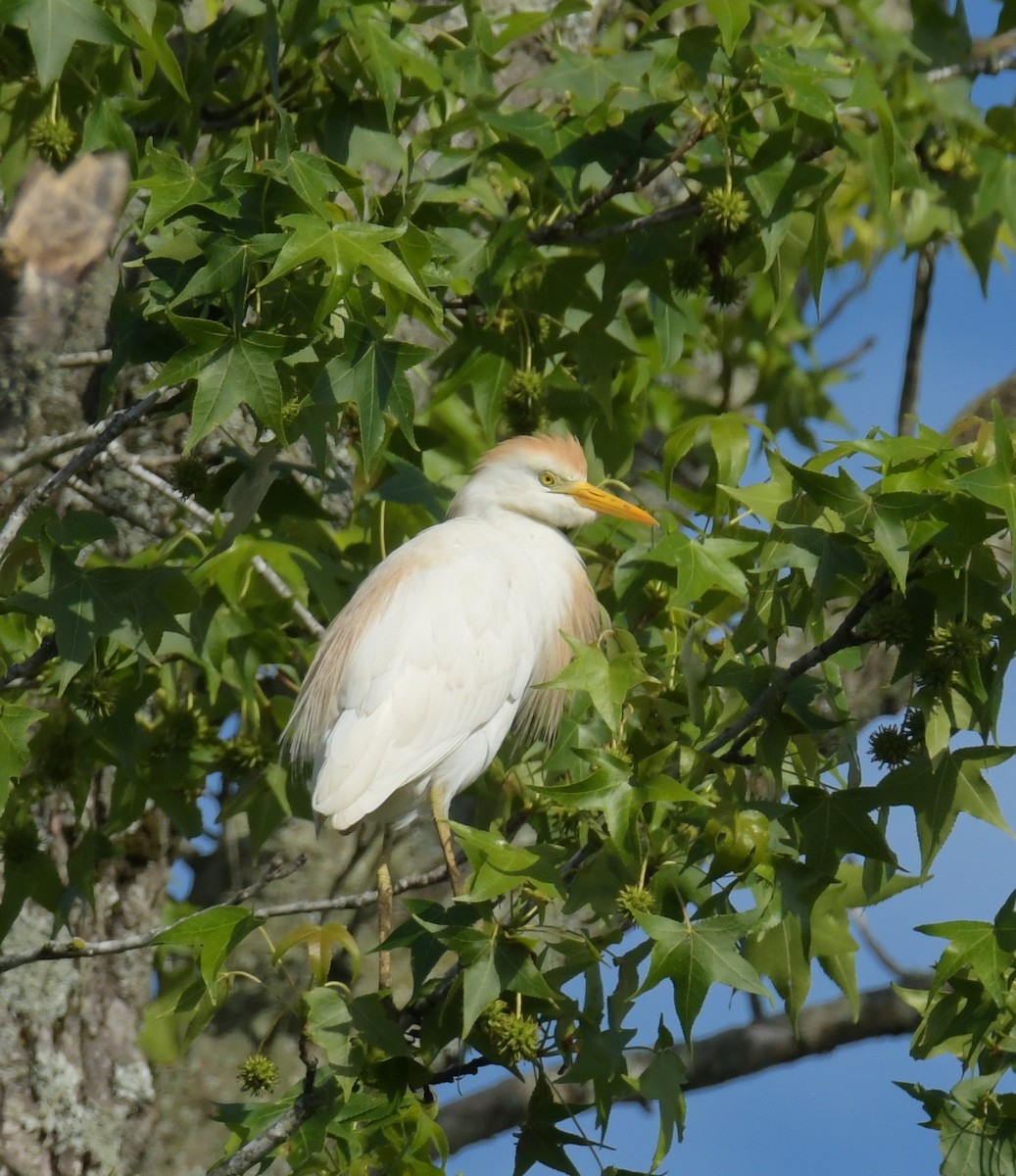 Western Cattle Egret - Mary Ganaway