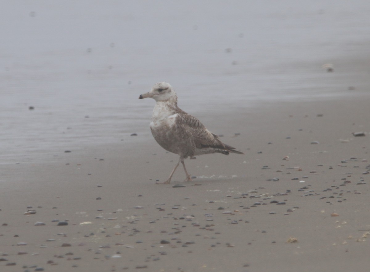 gull sp. - Rachel Street