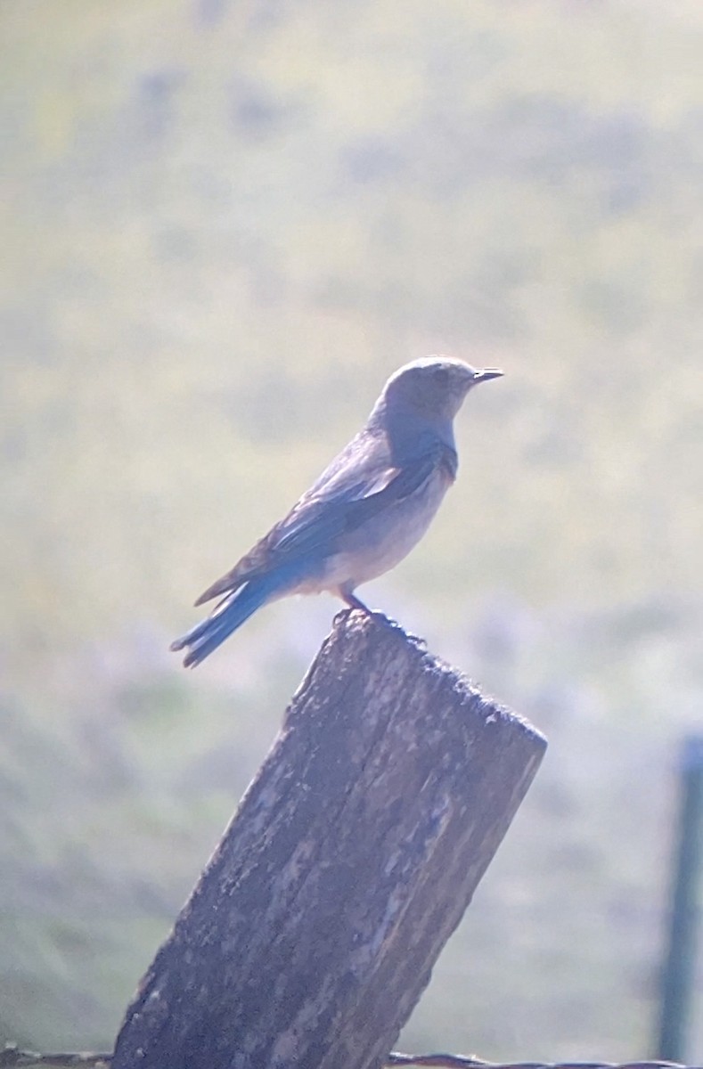 Mountain Bluebird - ML618943569