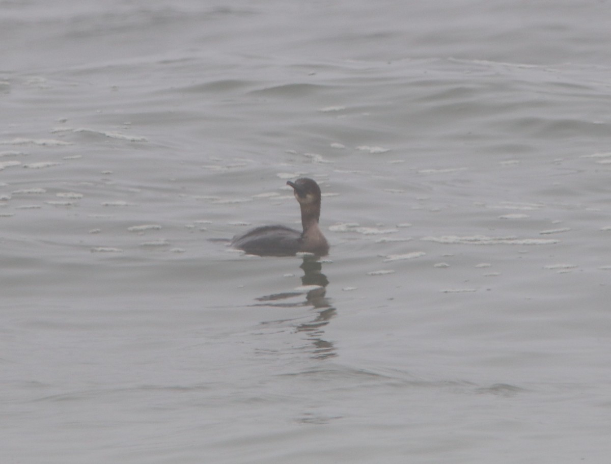 Brandt's Cormorant - ML618943575