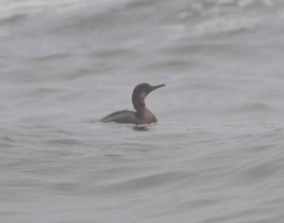 Brandt's Cormorant - ML618943576