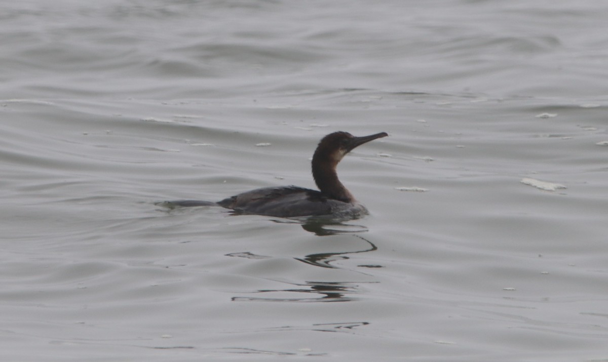 Brandt's Cormorant - Rachel Street