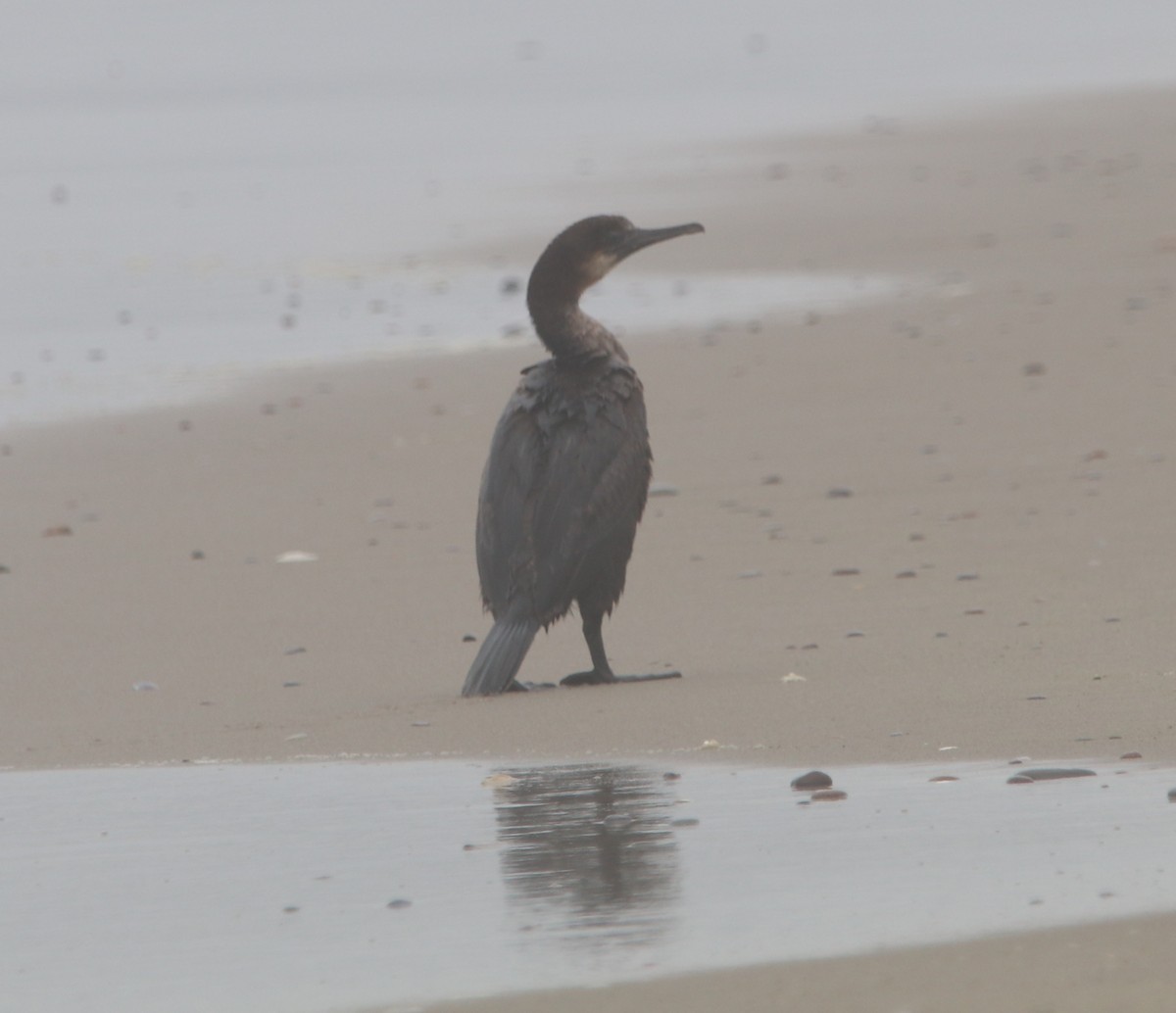 Brandt's Cormorant - Rachel Street