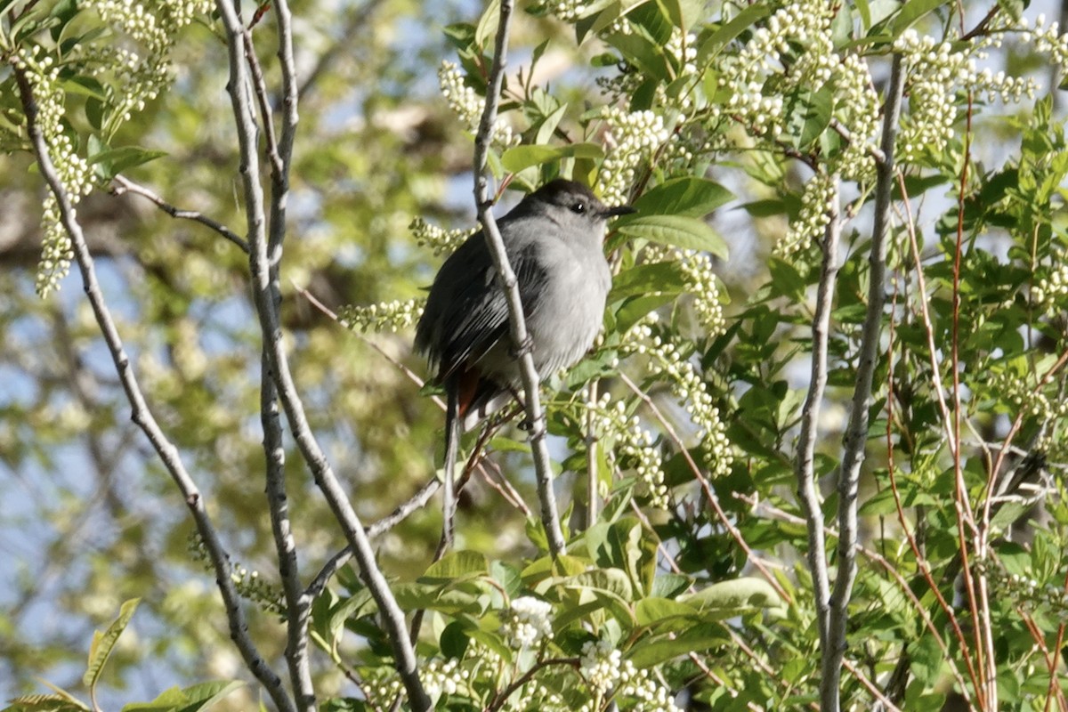 Gray Catbird - Gilbert Bouchard