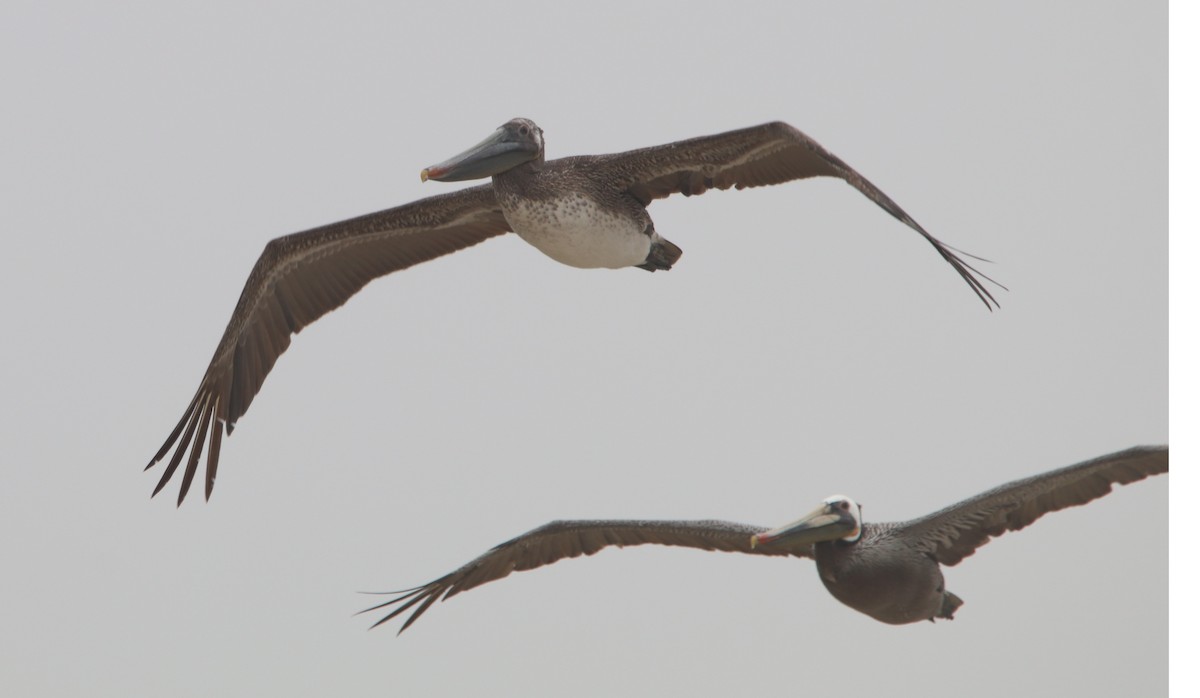 Brown Pelican - Rachel Street