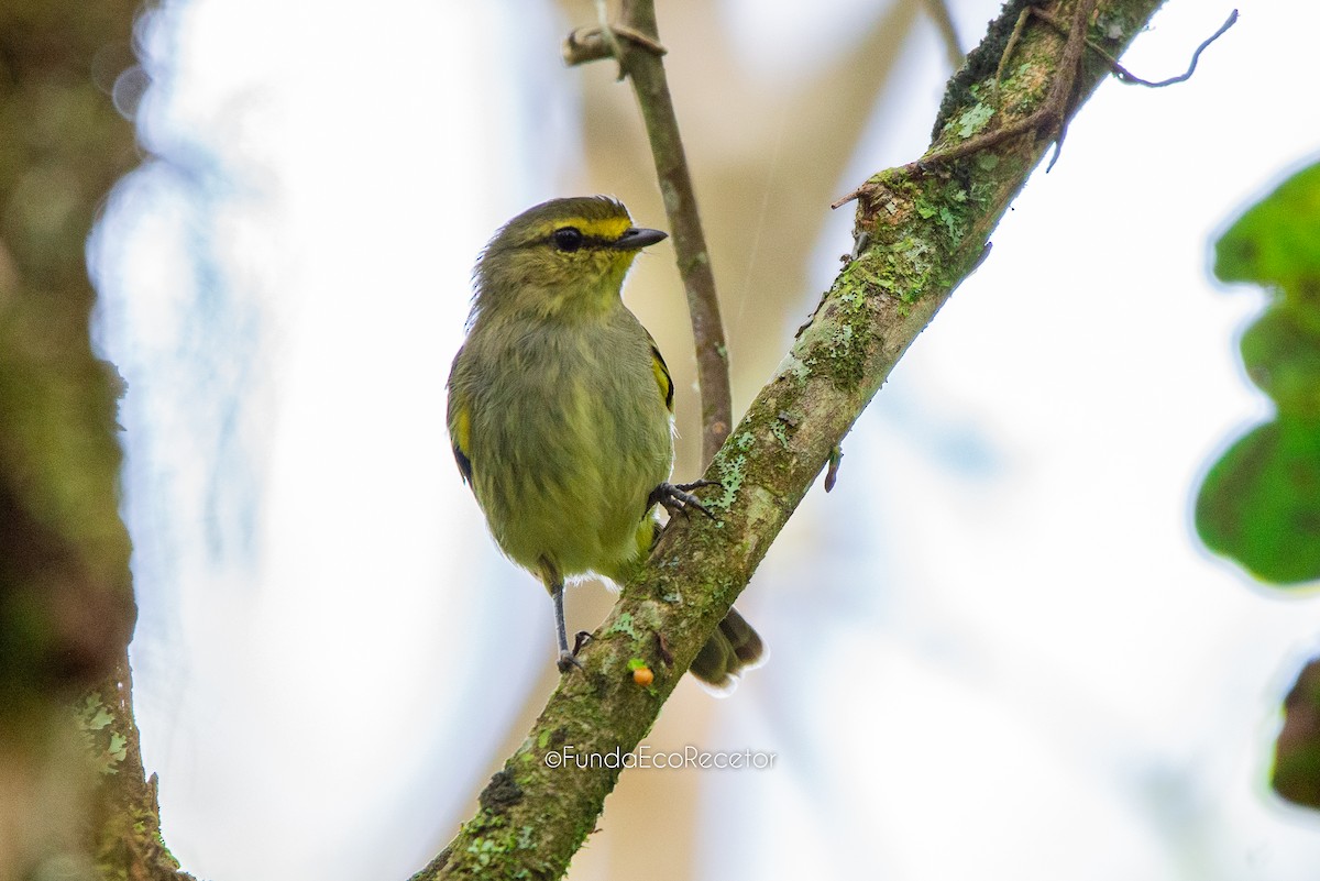 Golden-faced Tyrannulet - Fundación Ecoturística Recetor Vive un Paraíso