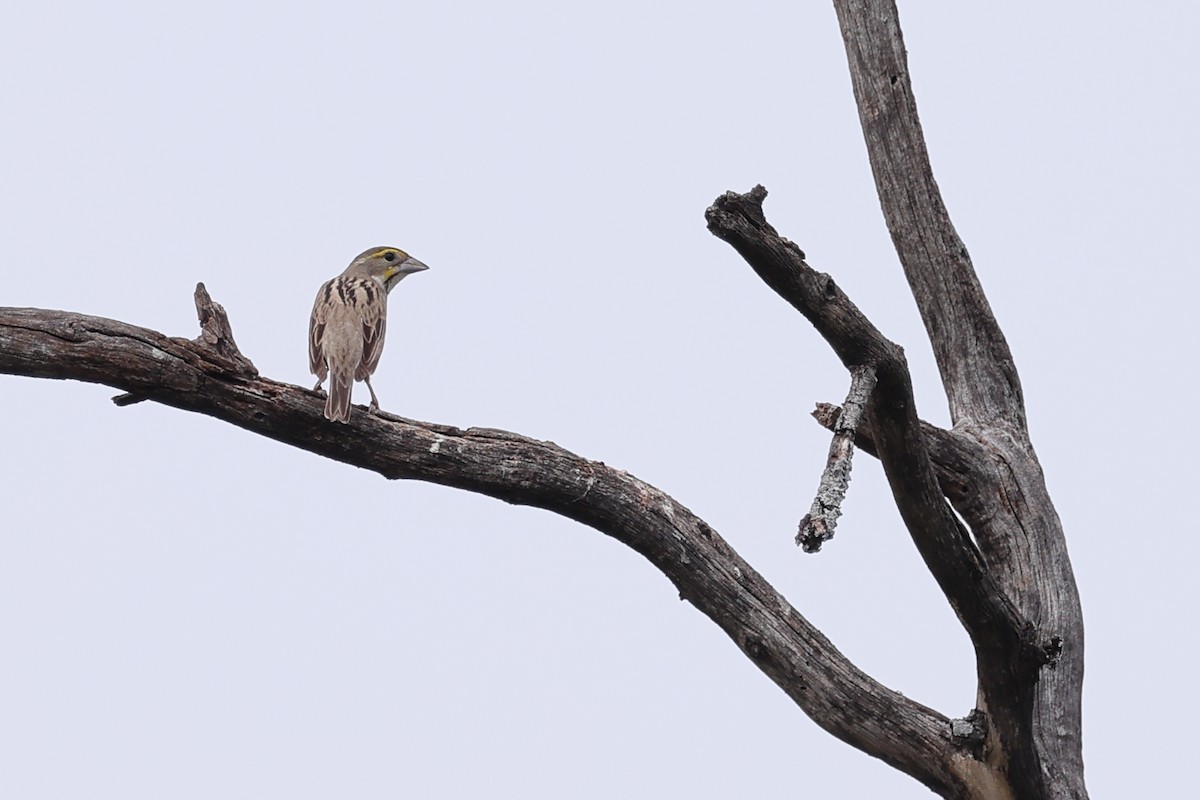 Dickcissel - Fernanda Araujo