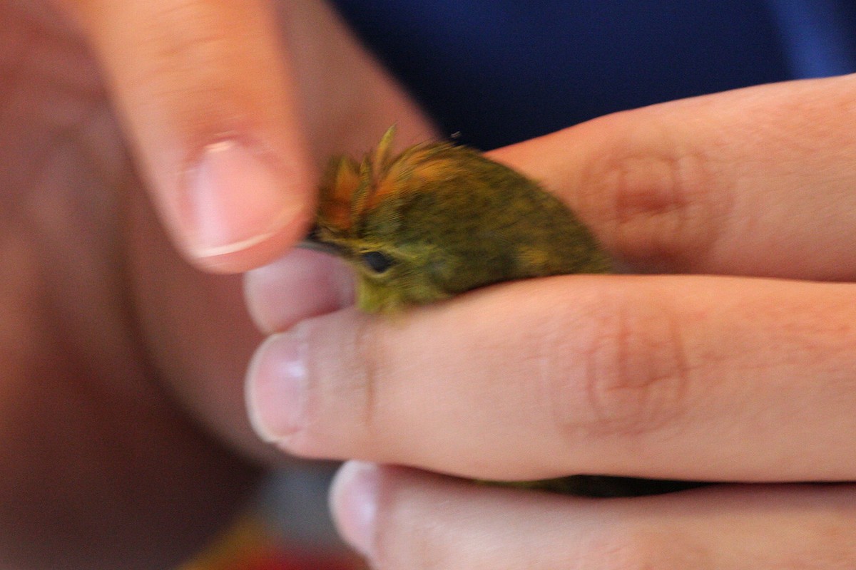 Orange-crowned Warbler - William Clark