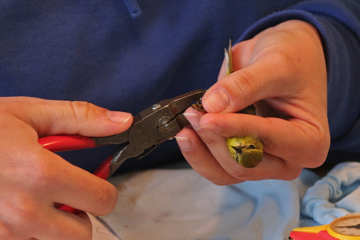 Orange-crowned Warbler - William Clark