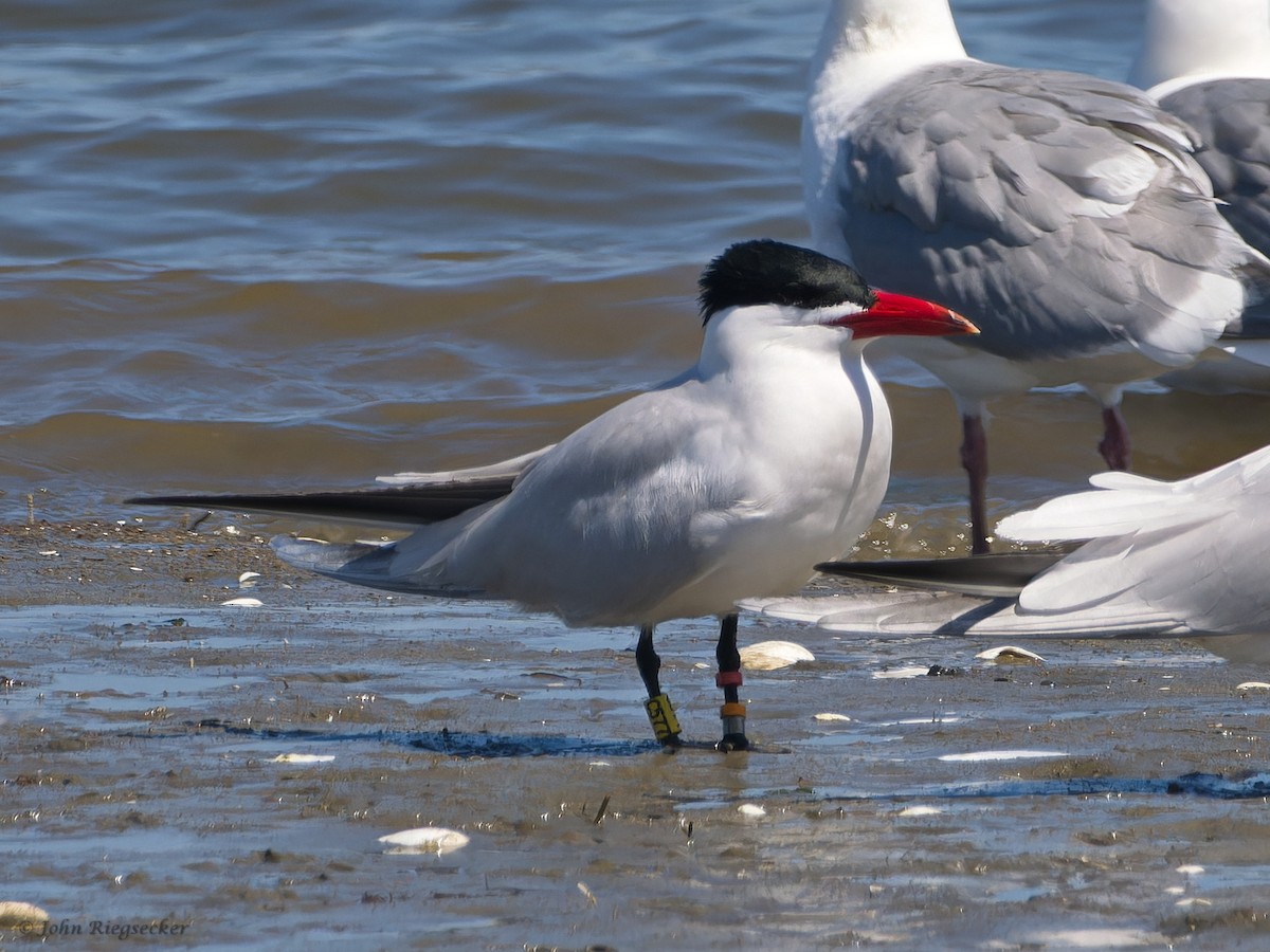 Caspian Tern - John Riegsecker