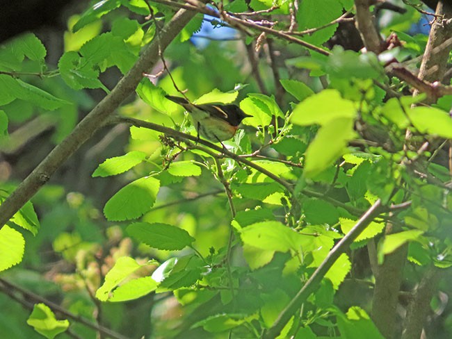 American Redstart - Nancy Anderson