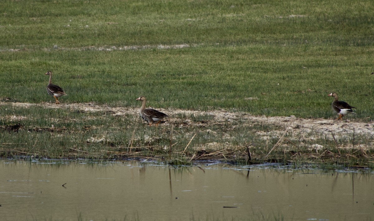 Greater White-fronted Goose - ML618943686