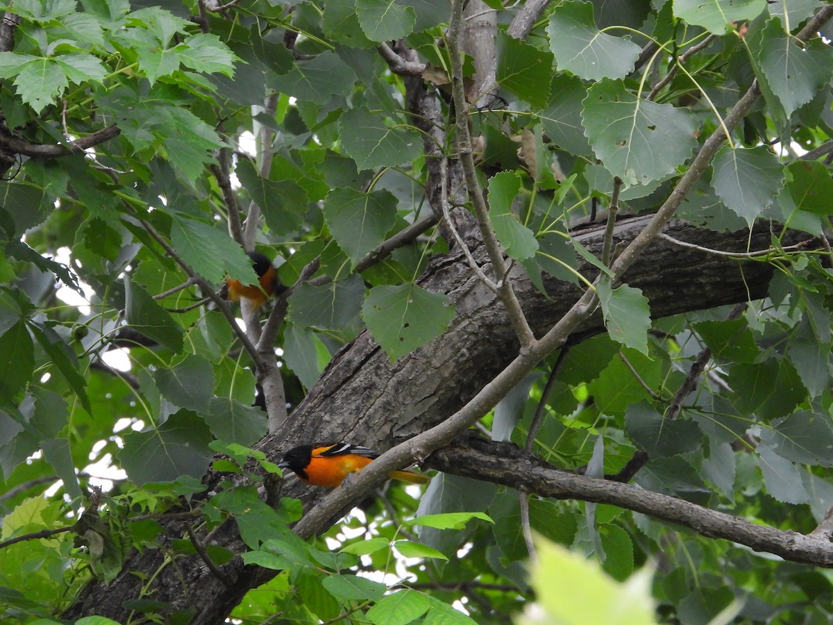 Baltimore Oriole - Vidhya Sundar