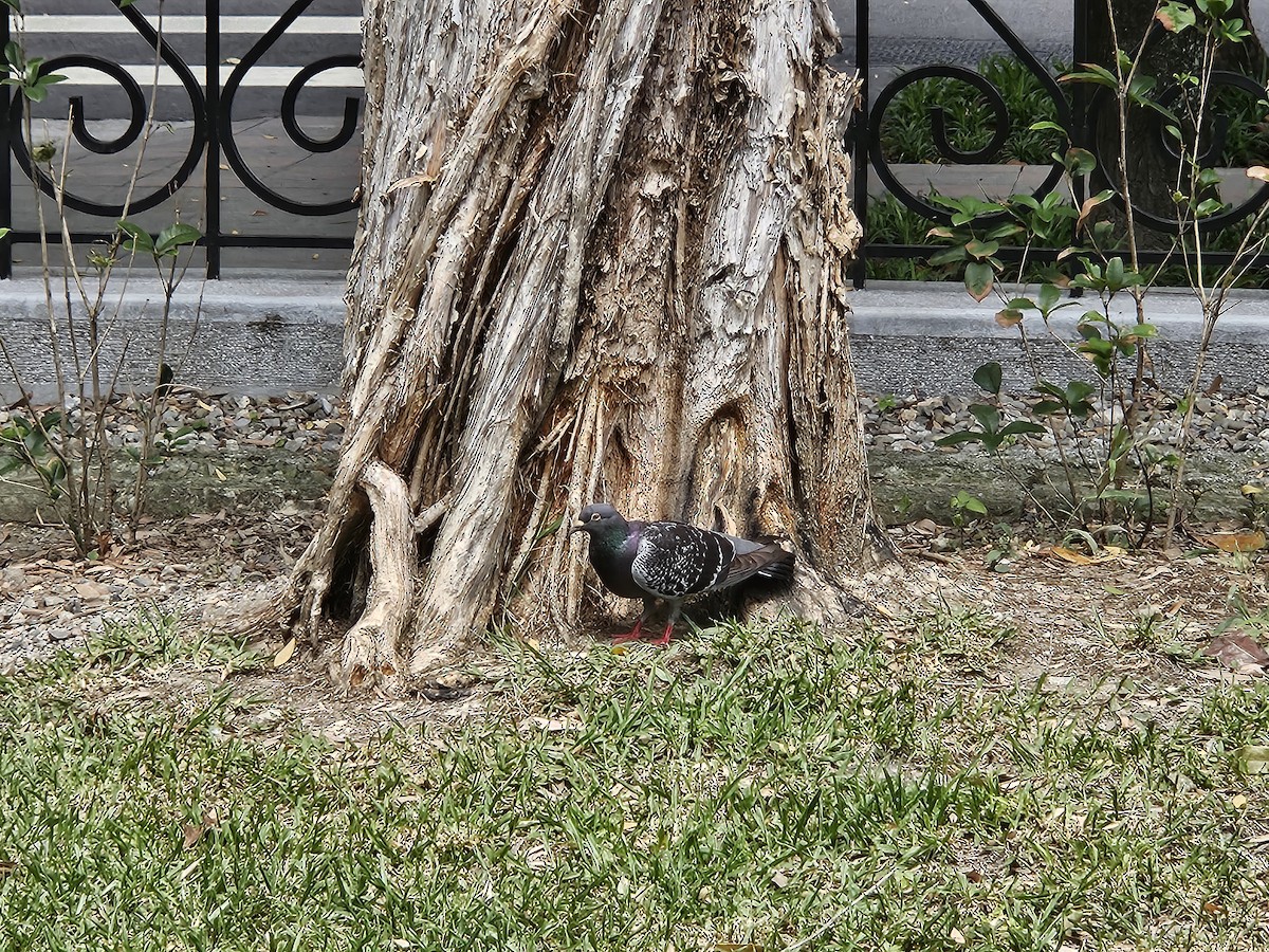 Rock Pigeon (Feral Pigeon) - Chengheng Hu