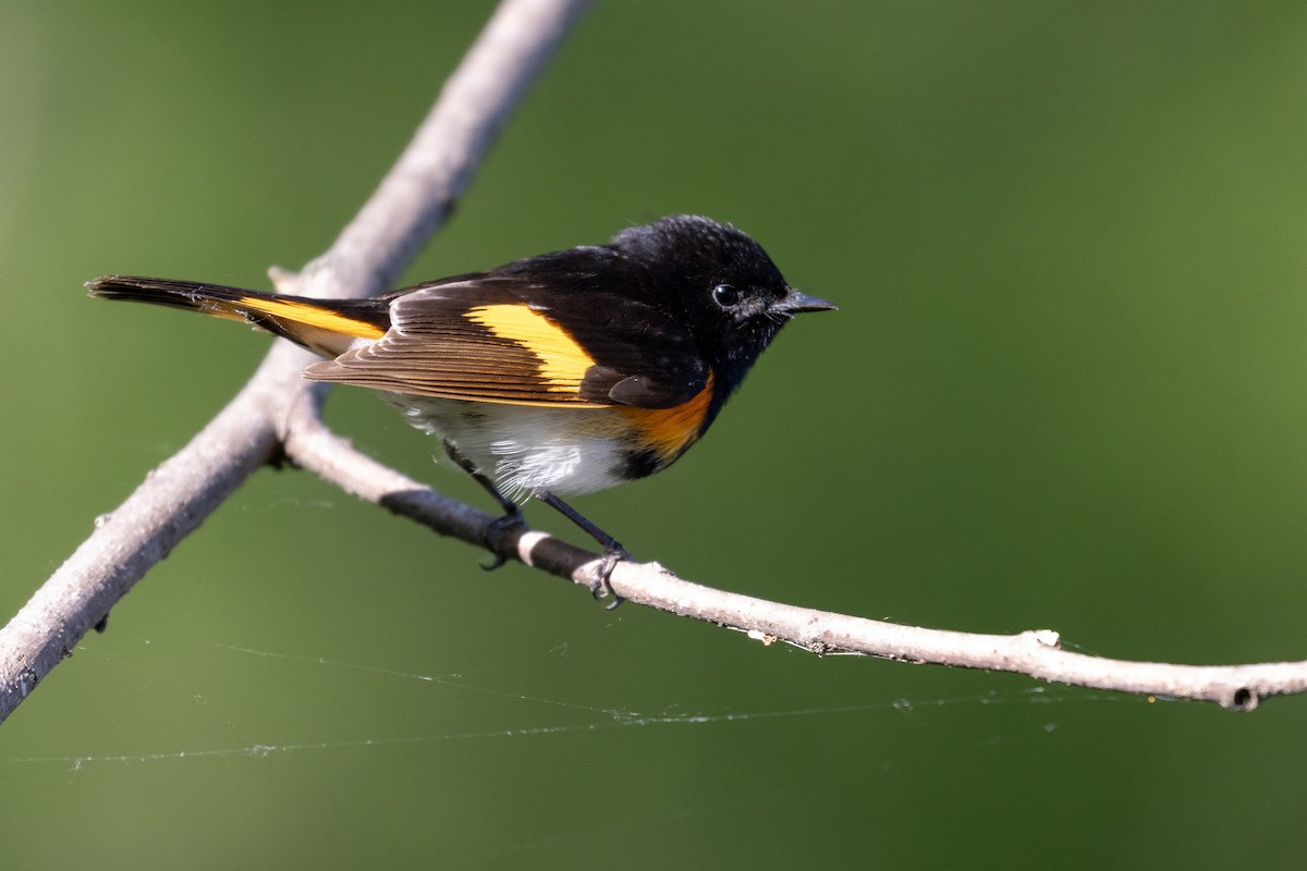 American Redstart - Cynthia Bridge