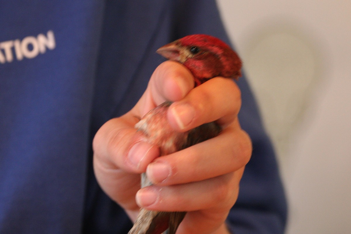 Purple Finch - William Clark