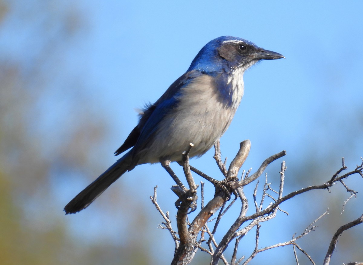 California Scrub-Jay - ML618943710