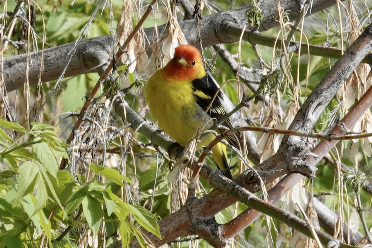 Western Tanager - ML618943724