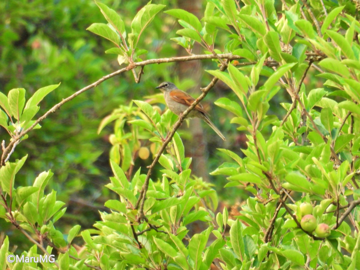 Brown-backed Solitaire - Ma. Eugenia Mendiola Gonzalez