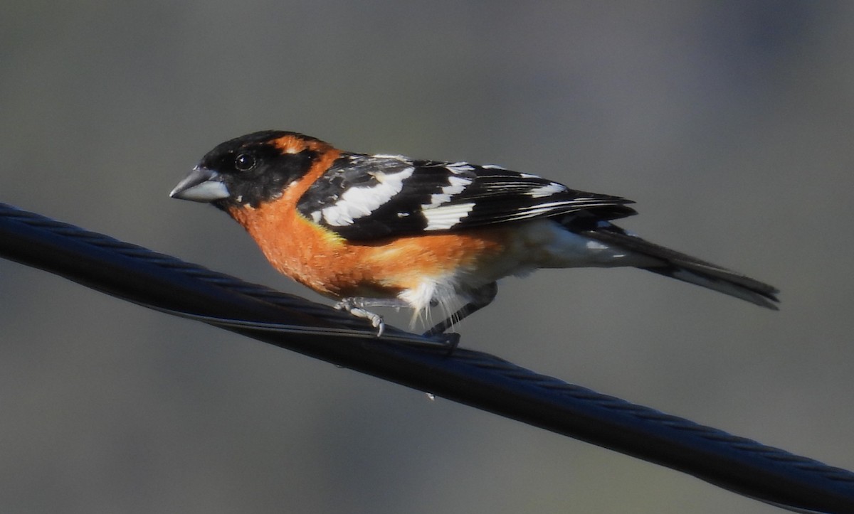 Black-headed Grosbeak - Bill Pelletier