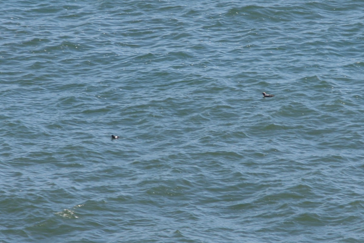 Pigeon Guillemot - William Clark