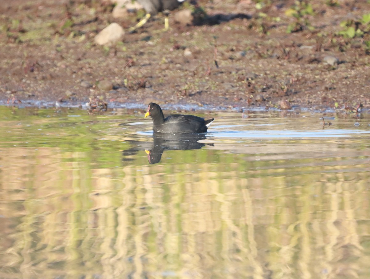 Red-fronted Coot - Mario Reyes