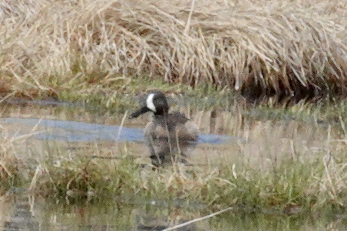 Blue-winged Teal - Gilbert Bouchard