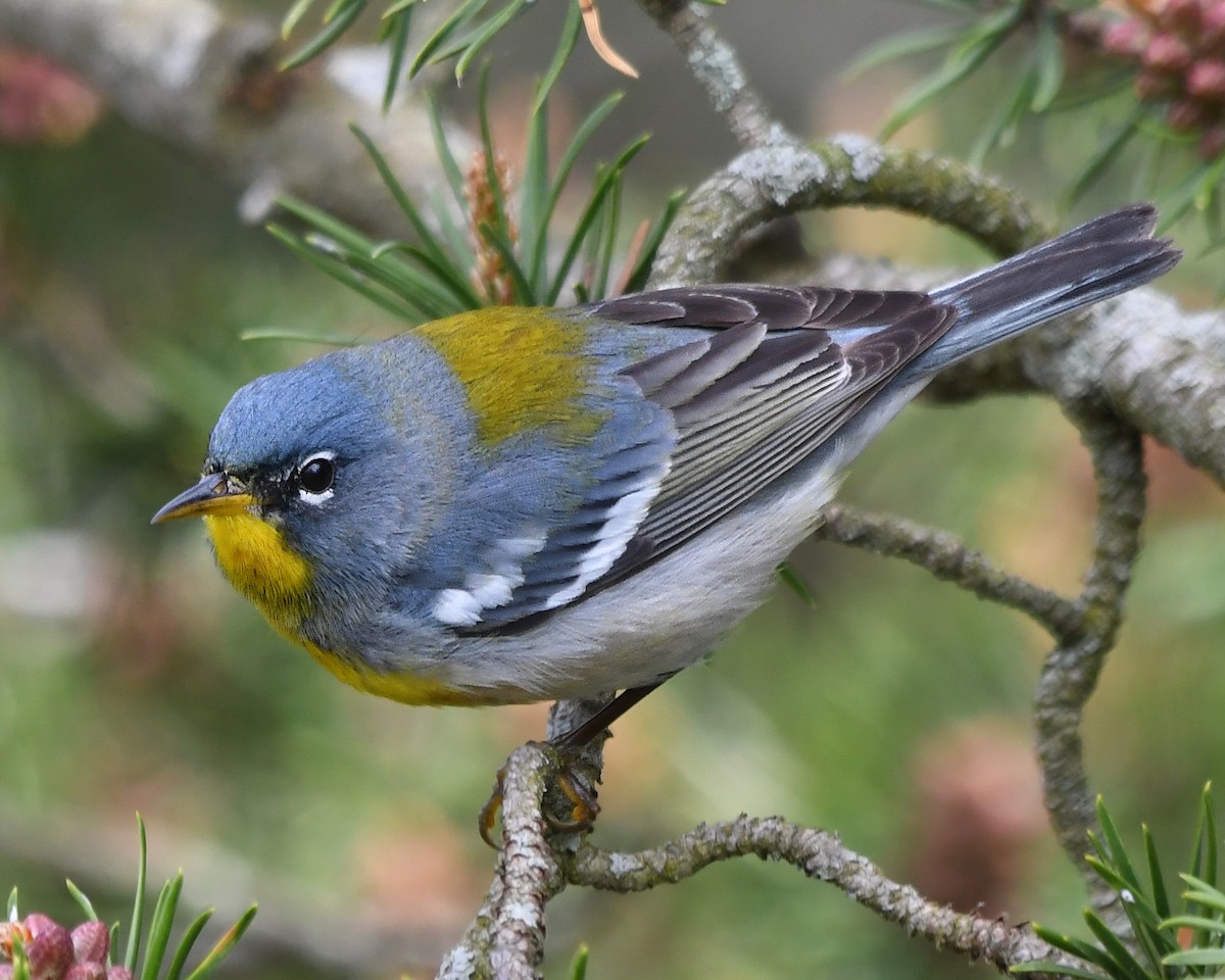 Northern Parula - Gary Nelkie