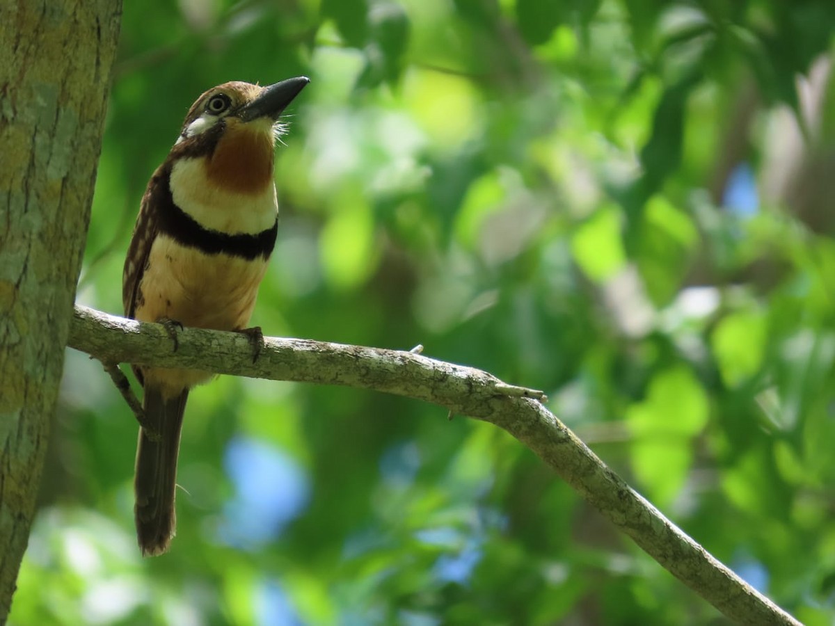 Russet-throated Puffbird - Maria Cristina Lema Arias