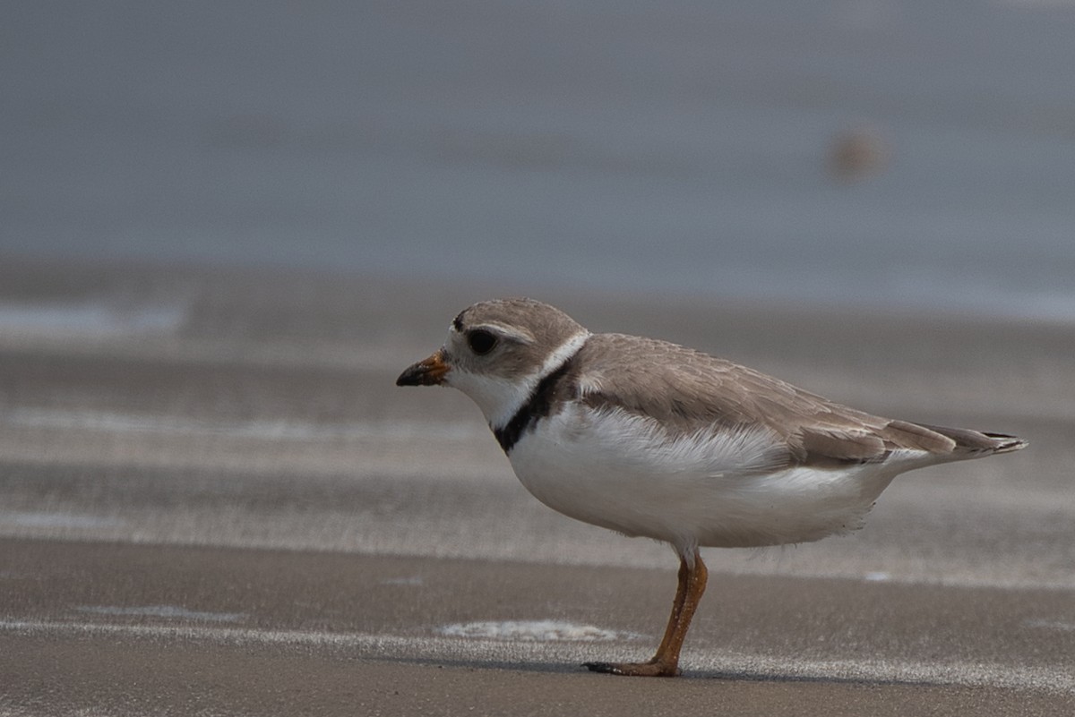 Piping Plover - Donald Fullmer