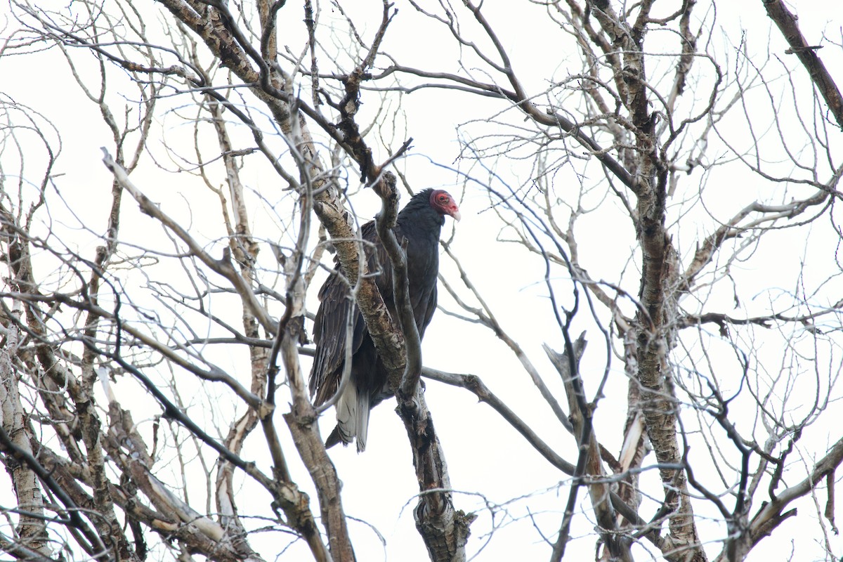 Turkey Vulture - ML618943798