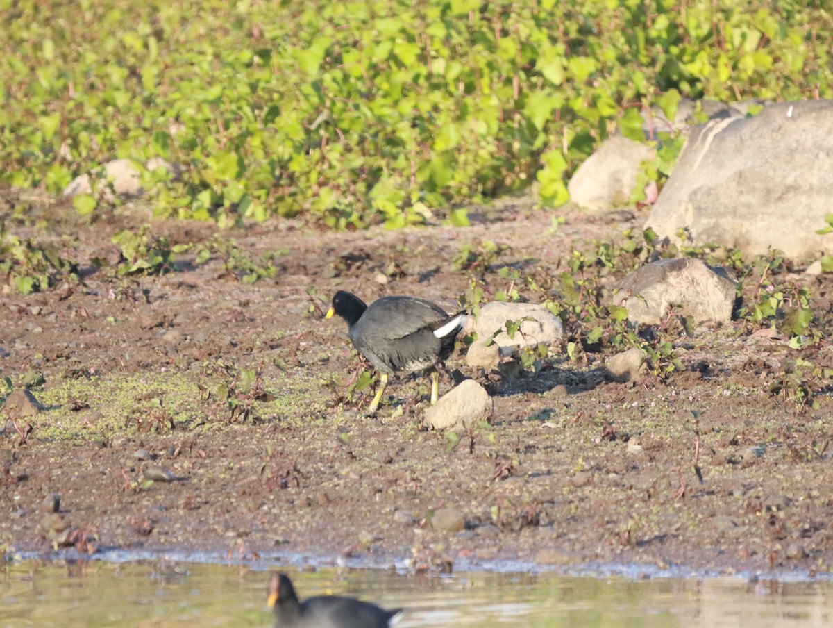 Red-fronted Coot - Mario Reyes