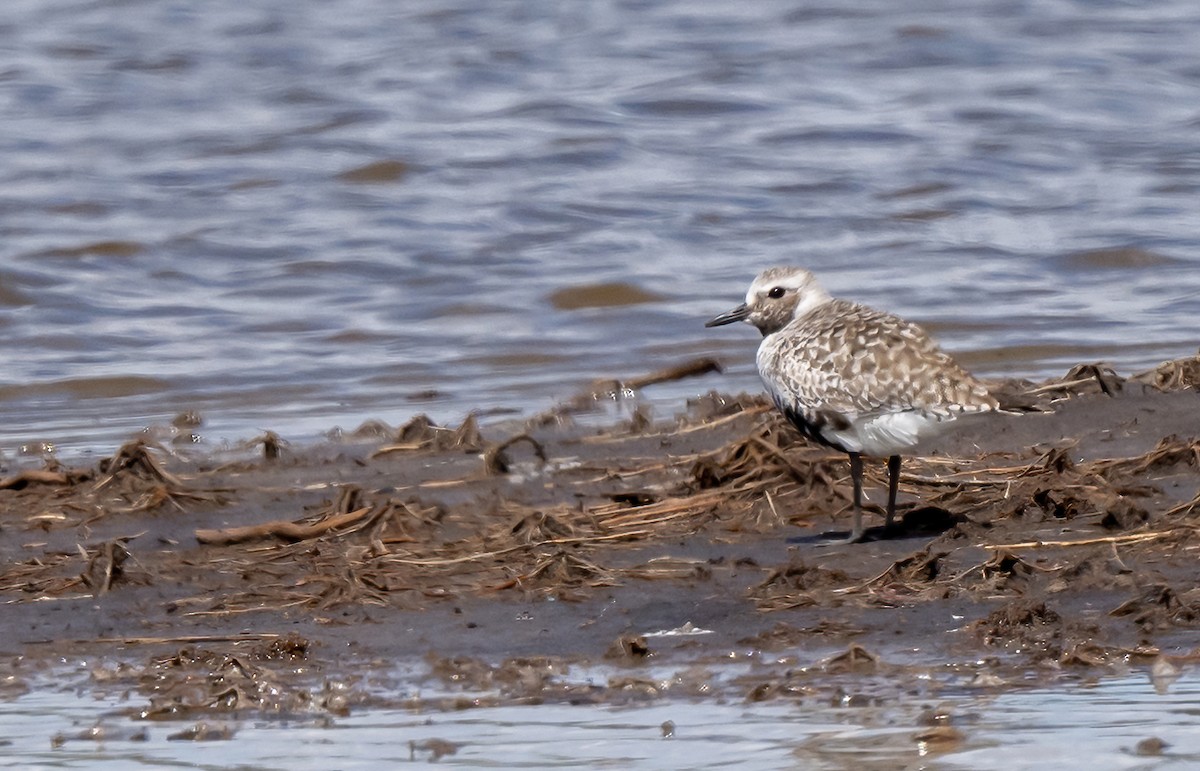 Black-bellied Plover - Linda Sullivan