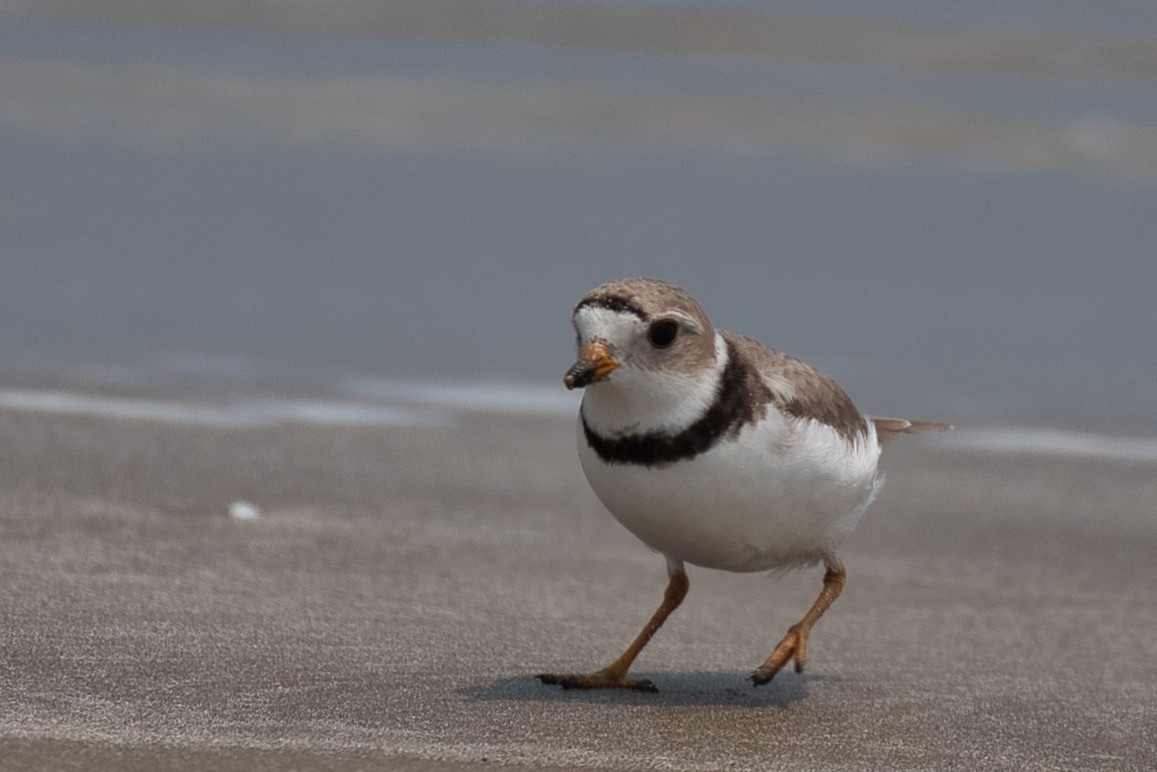 Piping Plover - Donald Fullmer