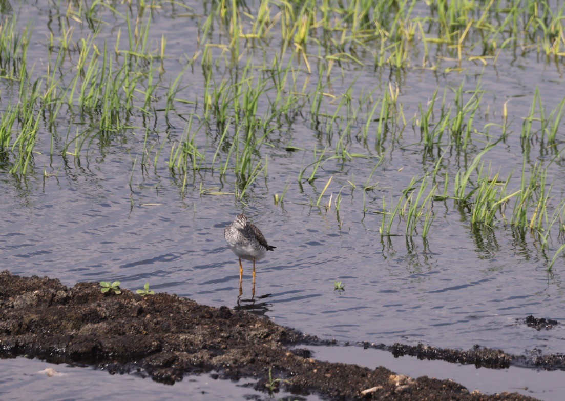 Greater Yellowlegs - Kevin Sarsfield