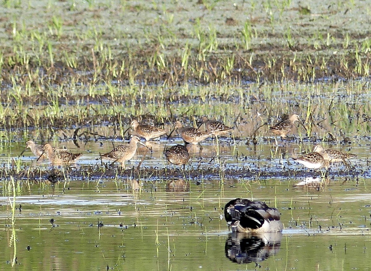 Long-billed Dowitcher - Aziza Cooper