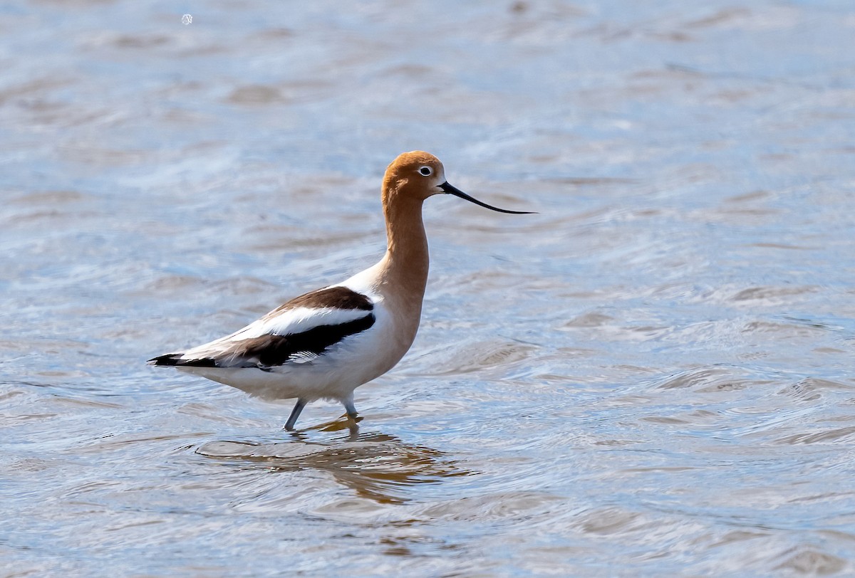 Avocette d'Amérique - ML618943829