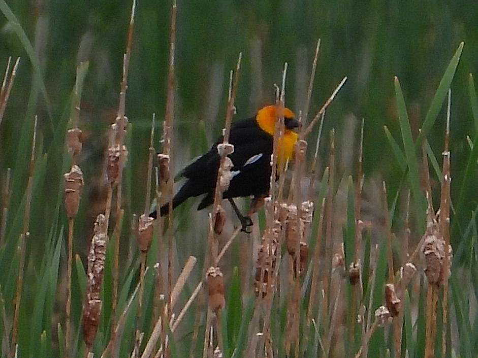 Yellow-headed Blackbird - Chris Callinicos