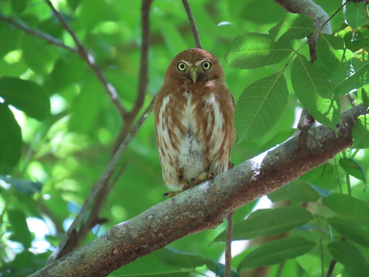 Ferruginous Pygmy-Owl - Maria Cristina Lema Arias