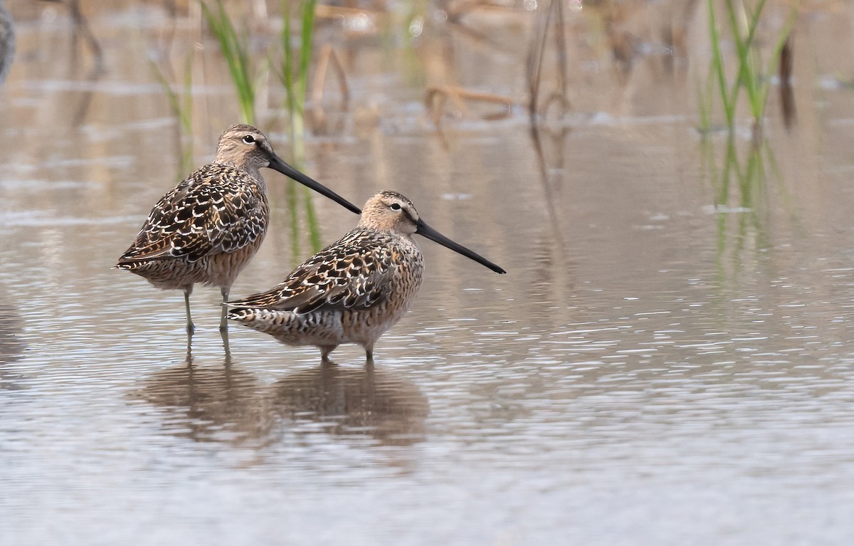 Long-billed Dowitcher - ML618943877