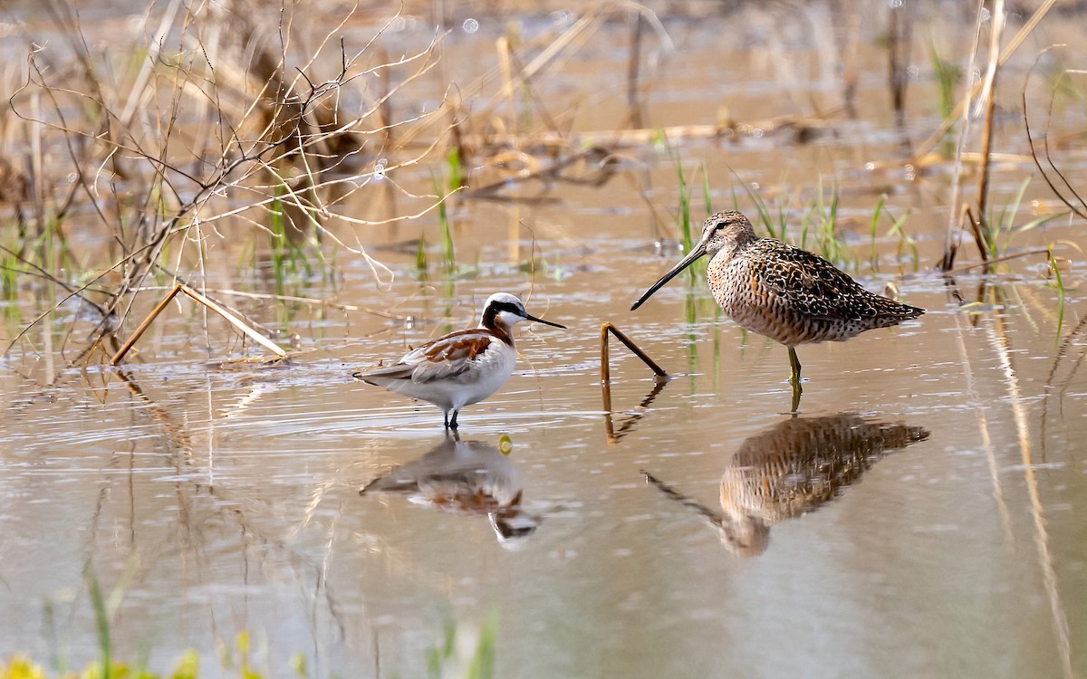 Long-billed Dowitcher - ML618943880