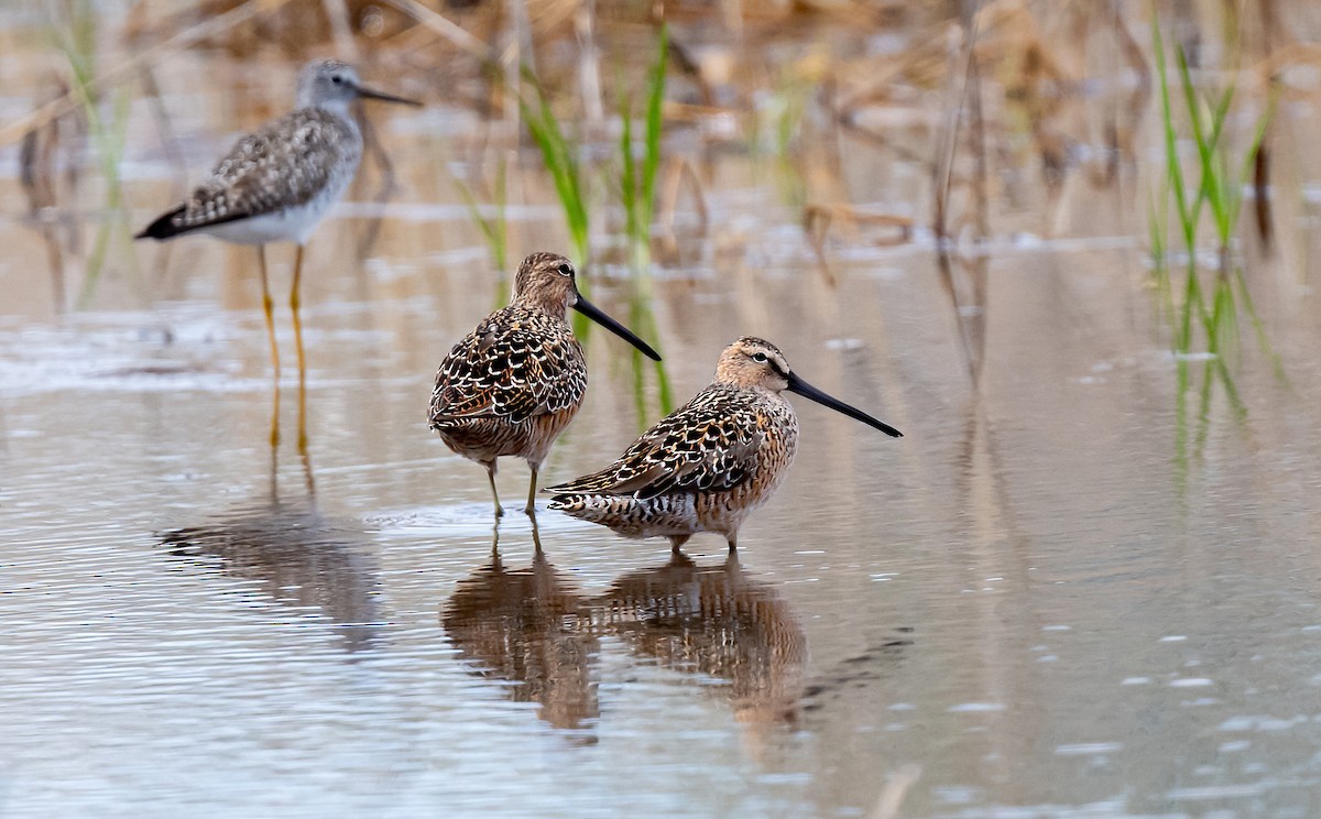Long-billed Dowitcher - ML618943881