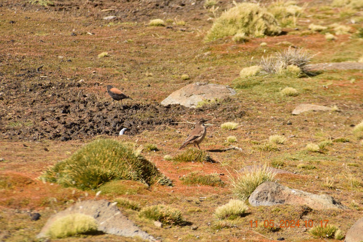 Andean Swallow - ML618943885