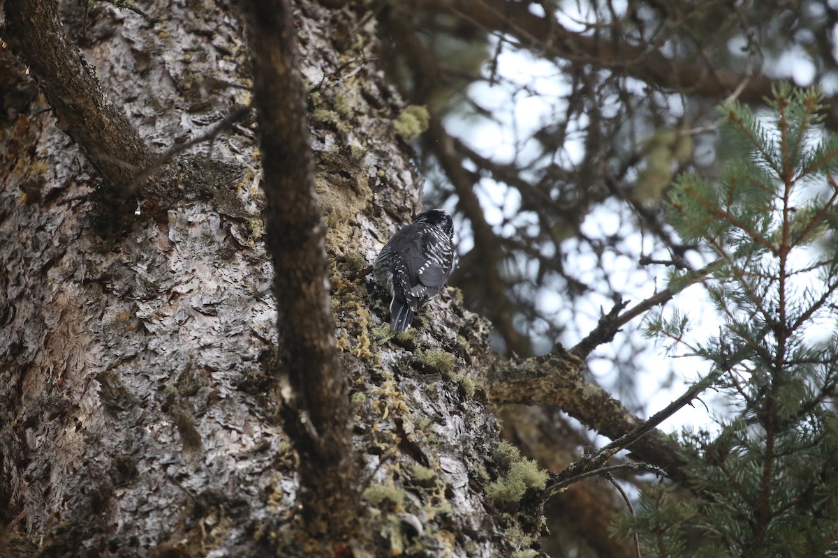 American Three-toed Woodpecker - ML618943894