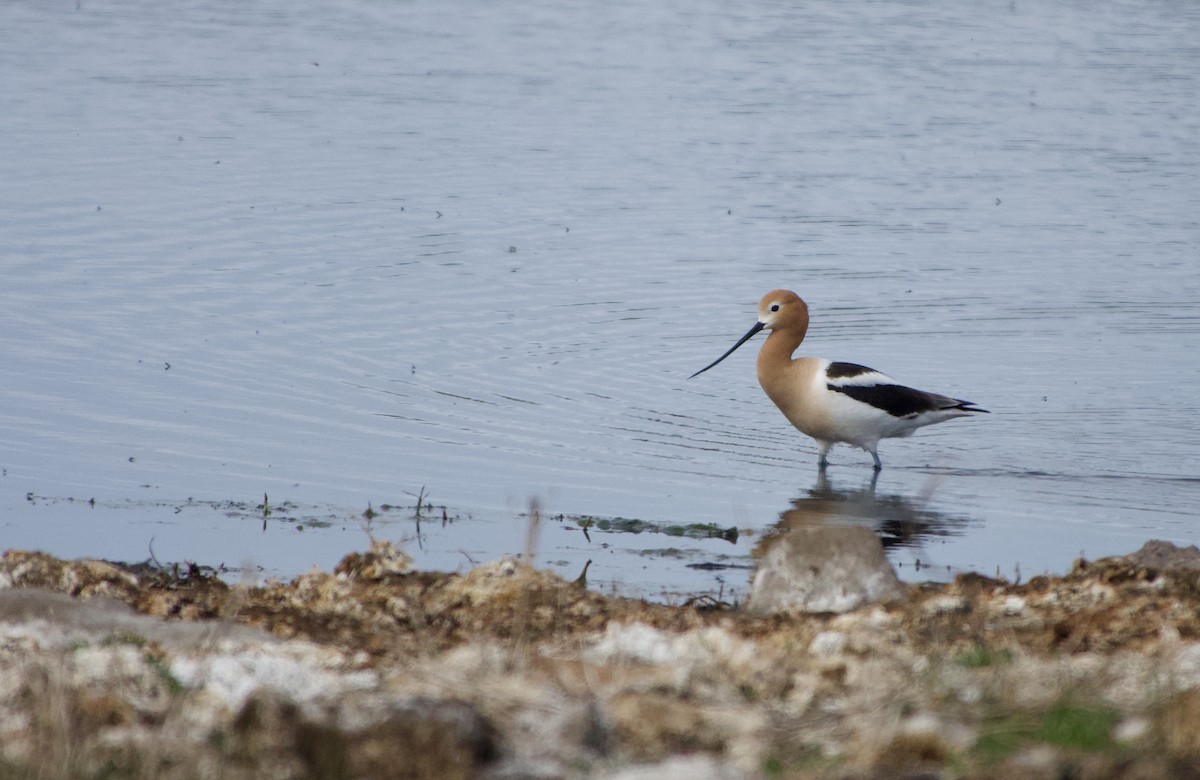 Avocette d'Amérique - ML618943900